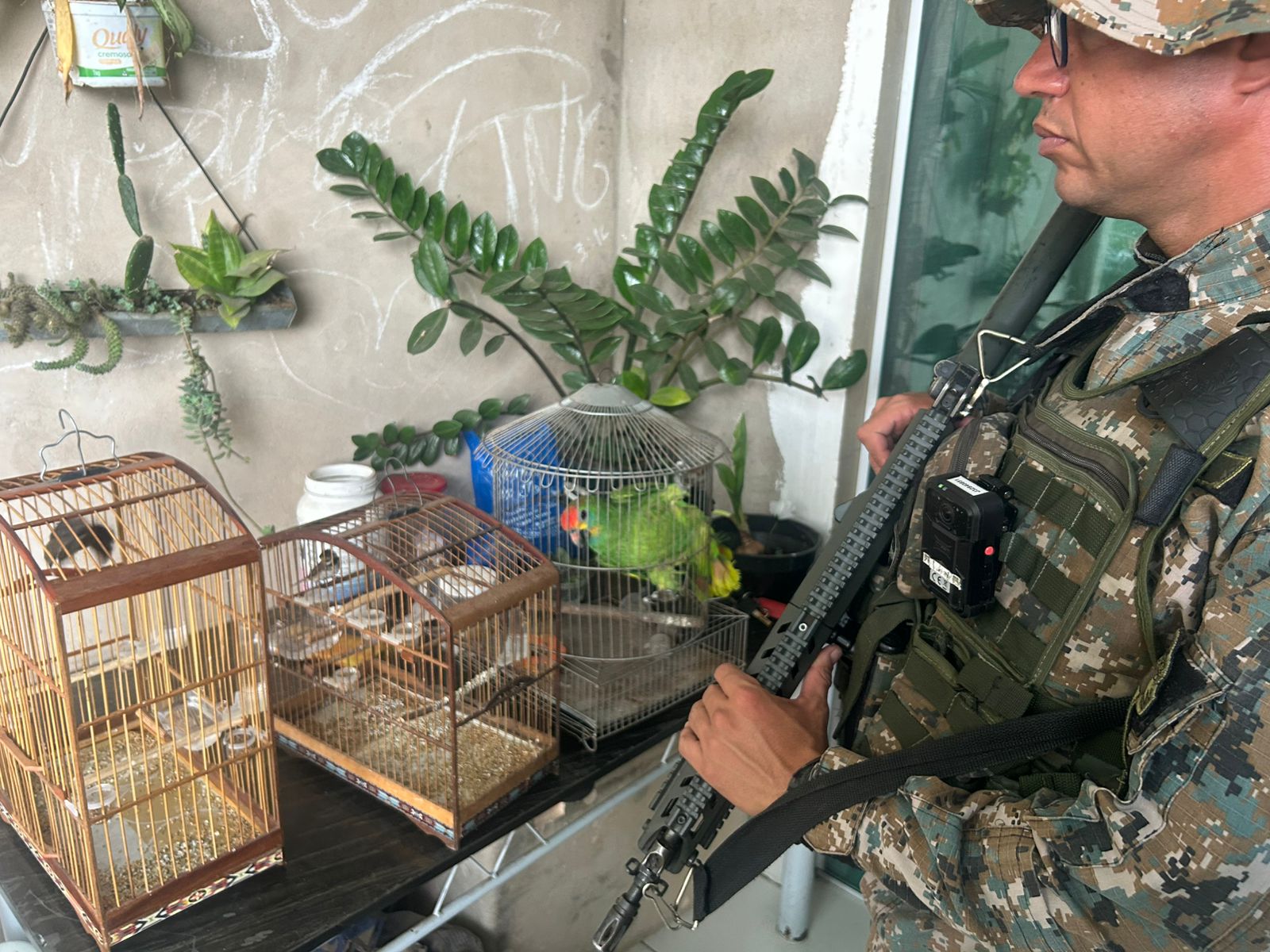 Denúncia sobre comércio de animais silvestres leva 1ª UPAm a encontrar aves em cativeiro em Nova Iguaçu 